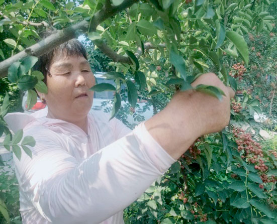 临潼区零口街道花椒产业助力乡村振兴 临潼区零口街道花椒产业助力乡村振兴