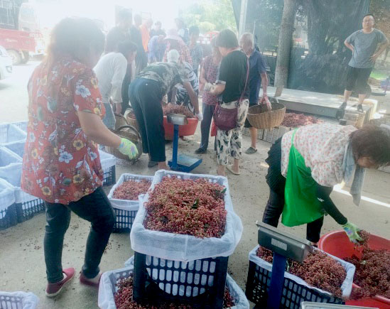 临潼区零口街道花椒产业助力乡村振兴 临潼区零口街道花椒产业助力乡村振兴