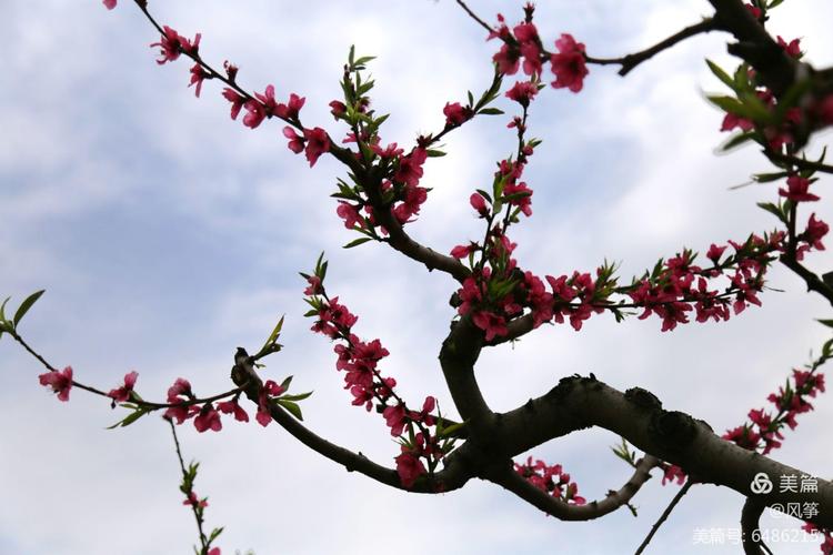 《零塬桃花节献句》 - 魏琦波