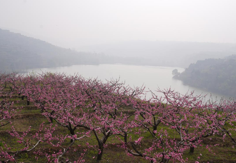 《癸卯春分赏零塬桃花》 - 魏琦波