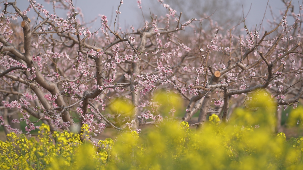 共赴春天盛会 西安临潼区发布2023年春游季线路产品