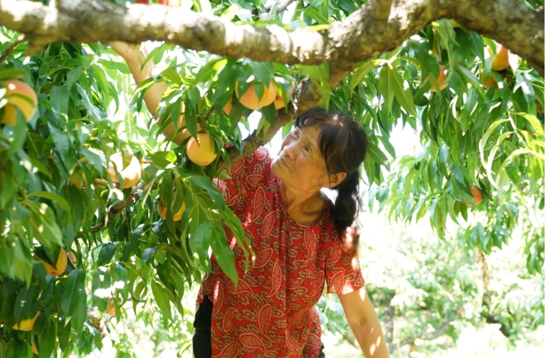 ���ա��ҡ���ָ�ϡ���������ݴ����Ҳ�ժ��