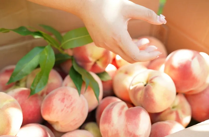 ���ա��ҡ���ָ�ϡ���������ݴ����Ҳ�ժ��