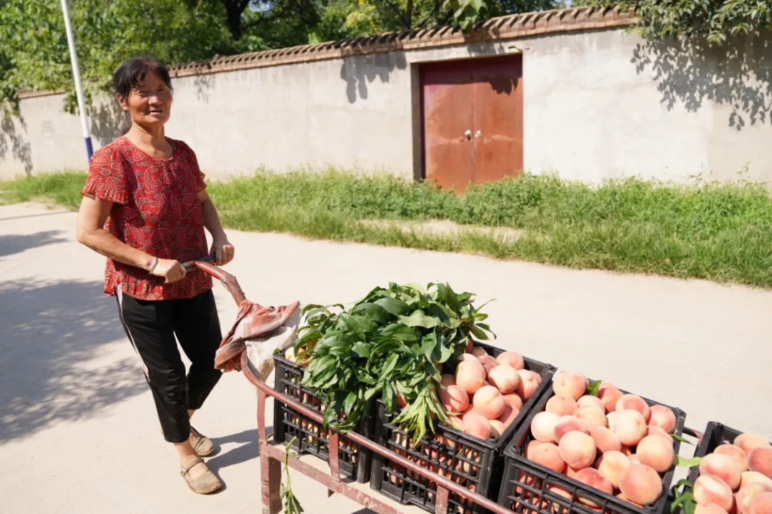 夏日“桃”醉指南——零口西洼村鲜桃采摘记