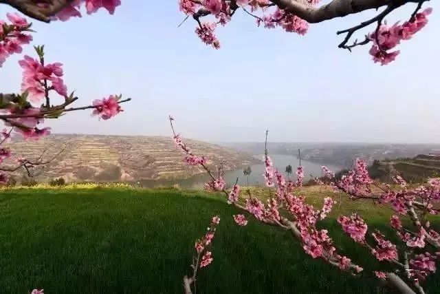 走在桃林里,连呼吸都是甜的 走在桃林里,连呼吸都是甜的