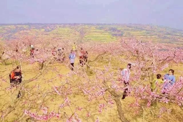 走在桃林里,连呼吸都是甜的 走在桃林里,连呼吸都是甜的