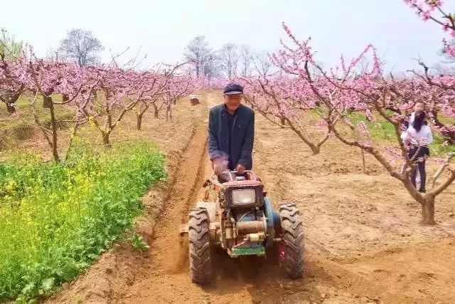 走在桃林里,连呼吸都是甜的 走在桃林里,连呼吸都是甜的