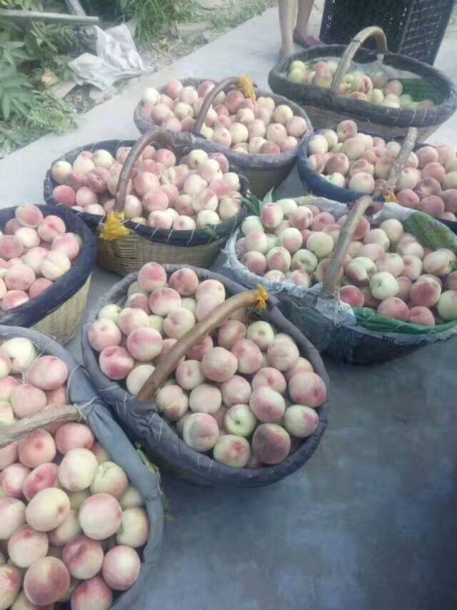零口张垒苹果,桃子水果出售 零口张垒苹果,桃子水果出售